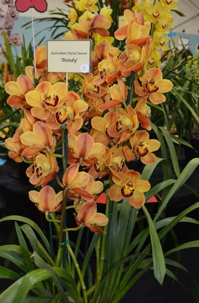 2015 Spectacular Large Standard Brown/Orange
