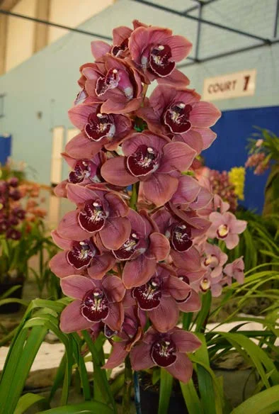 2015 Spectacular Large Standard Pink