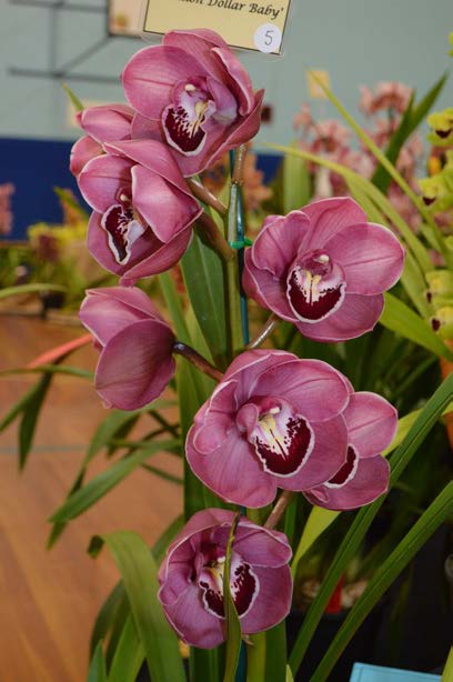 2015 Spectacular Large Standard Pink