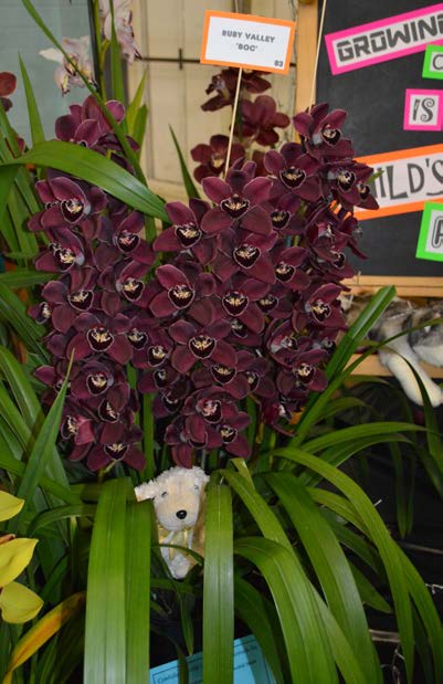 2015 Spectacular Small Standard Red