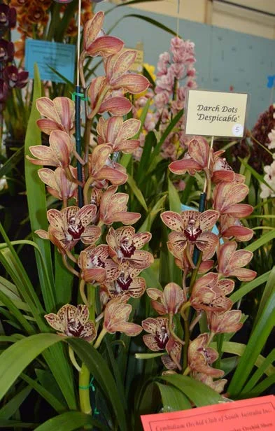 2015 Spectacular Small Standard Novelty
