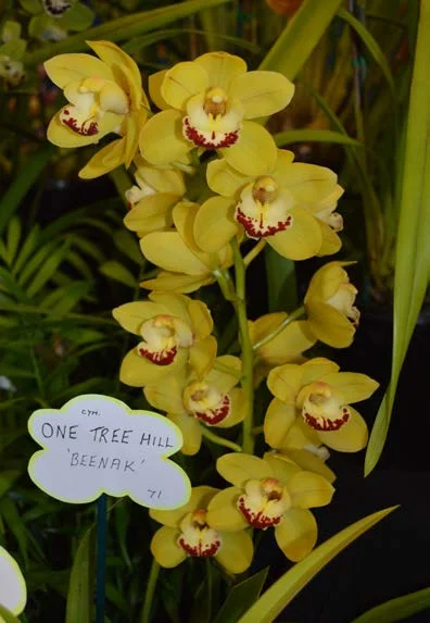 2015 Spectacular Small Standard yellow