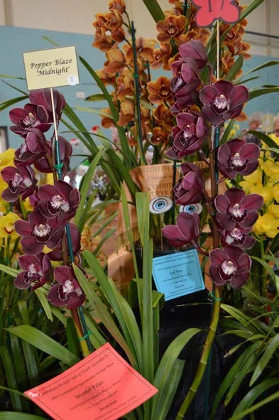 2015 Spectacular Small Standard Red