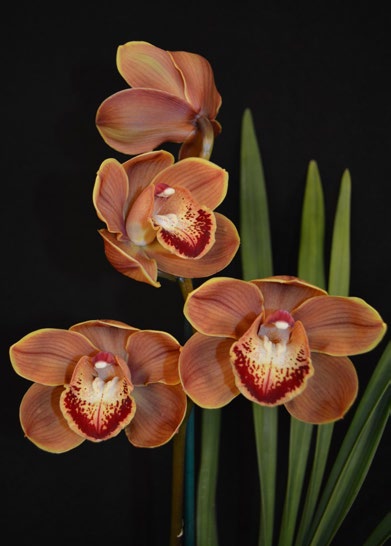 2015 July Meeting Best Small Standard Seedling