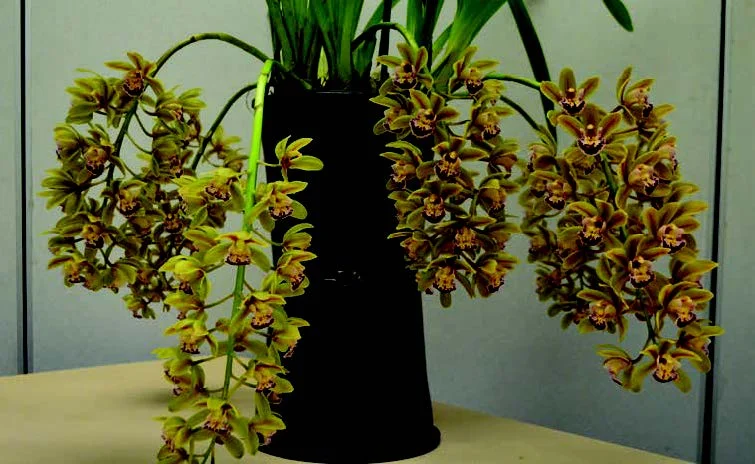 2015 May Meeting Best Specimen