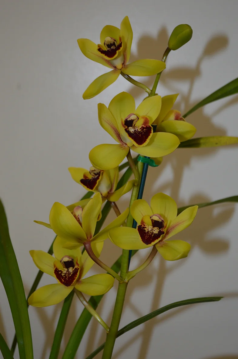 Best Intermediate Seedling
