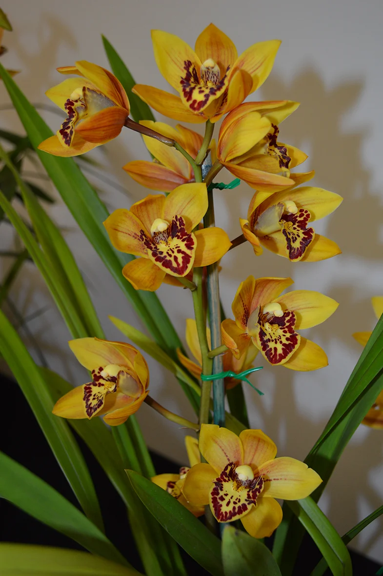 Open Division 1st Miniature Yellow