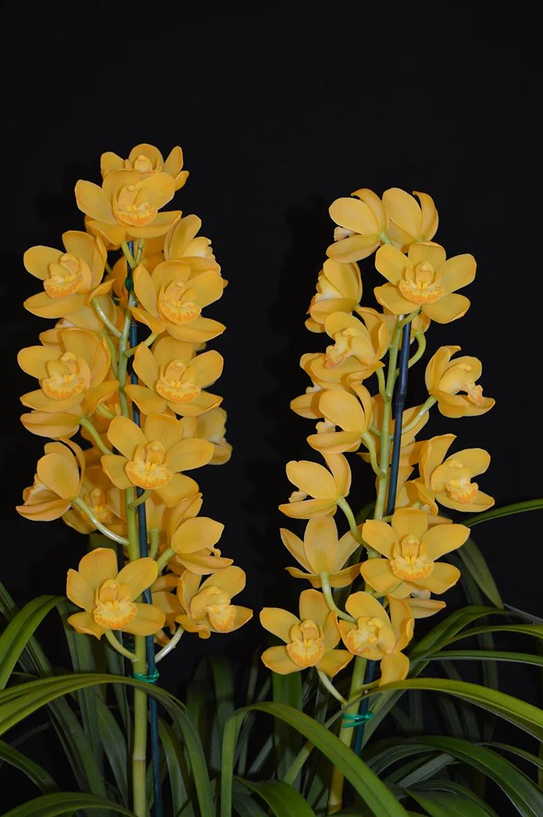 Best overall/First Division 1st Intermediate pure colour