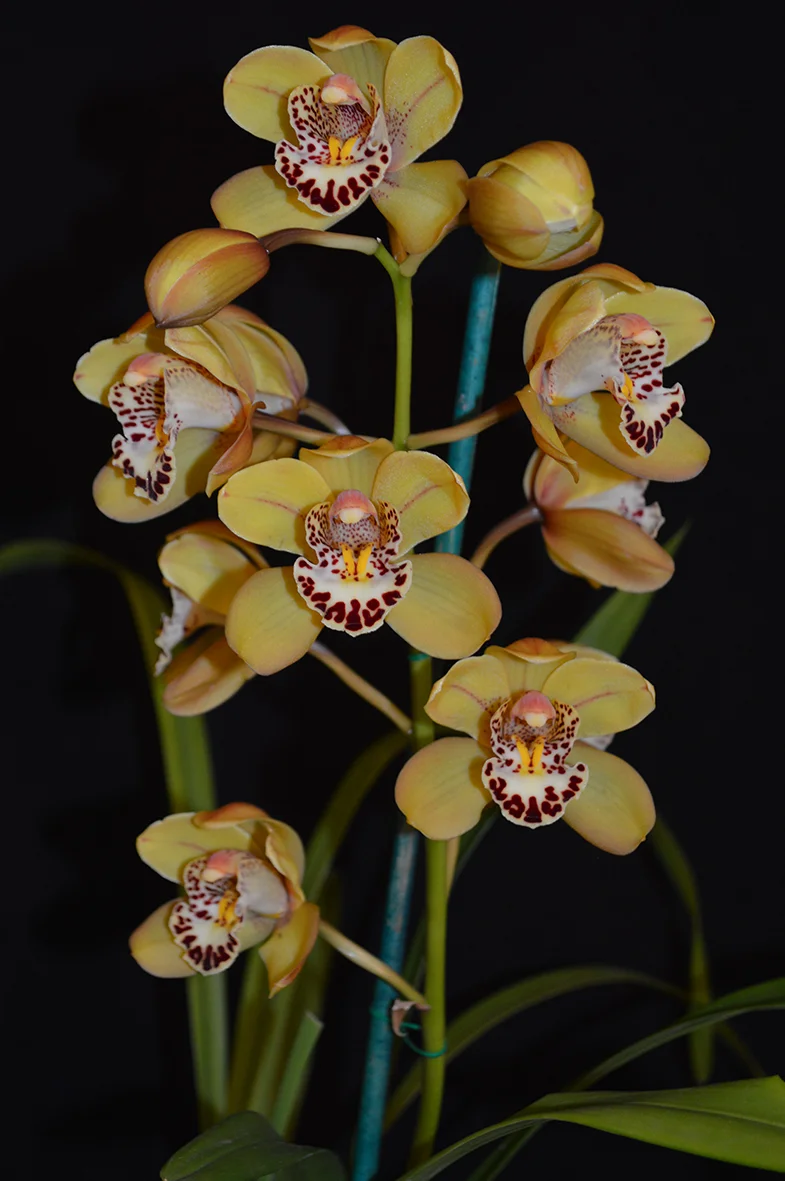 Best Intermediate Seedling Open Division Intermediate Yellow