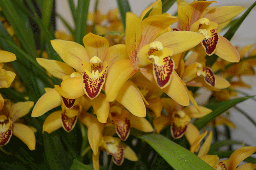 yellow1.gif