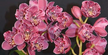 pink1.gif