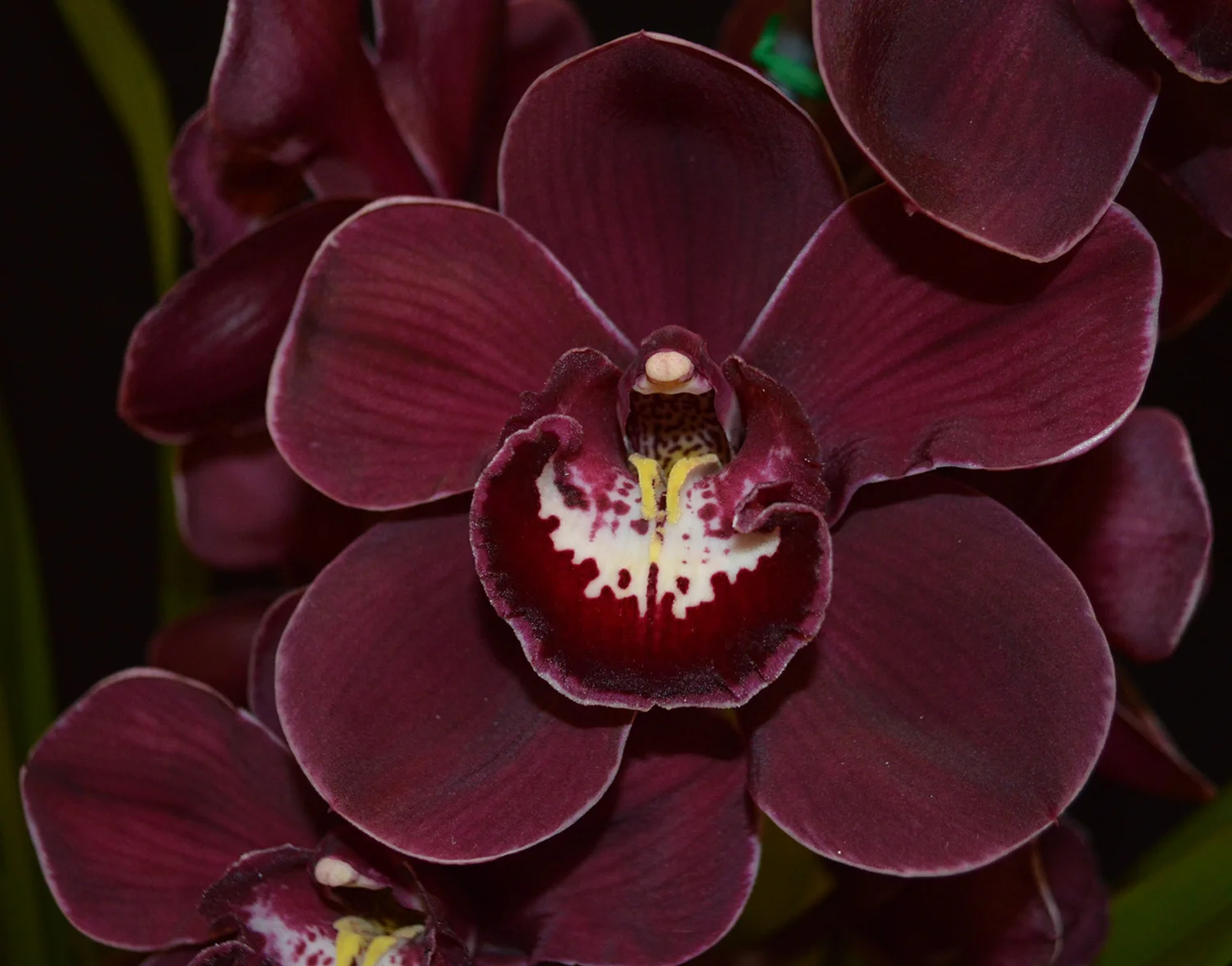 Grand Champion Flower Spring 2018