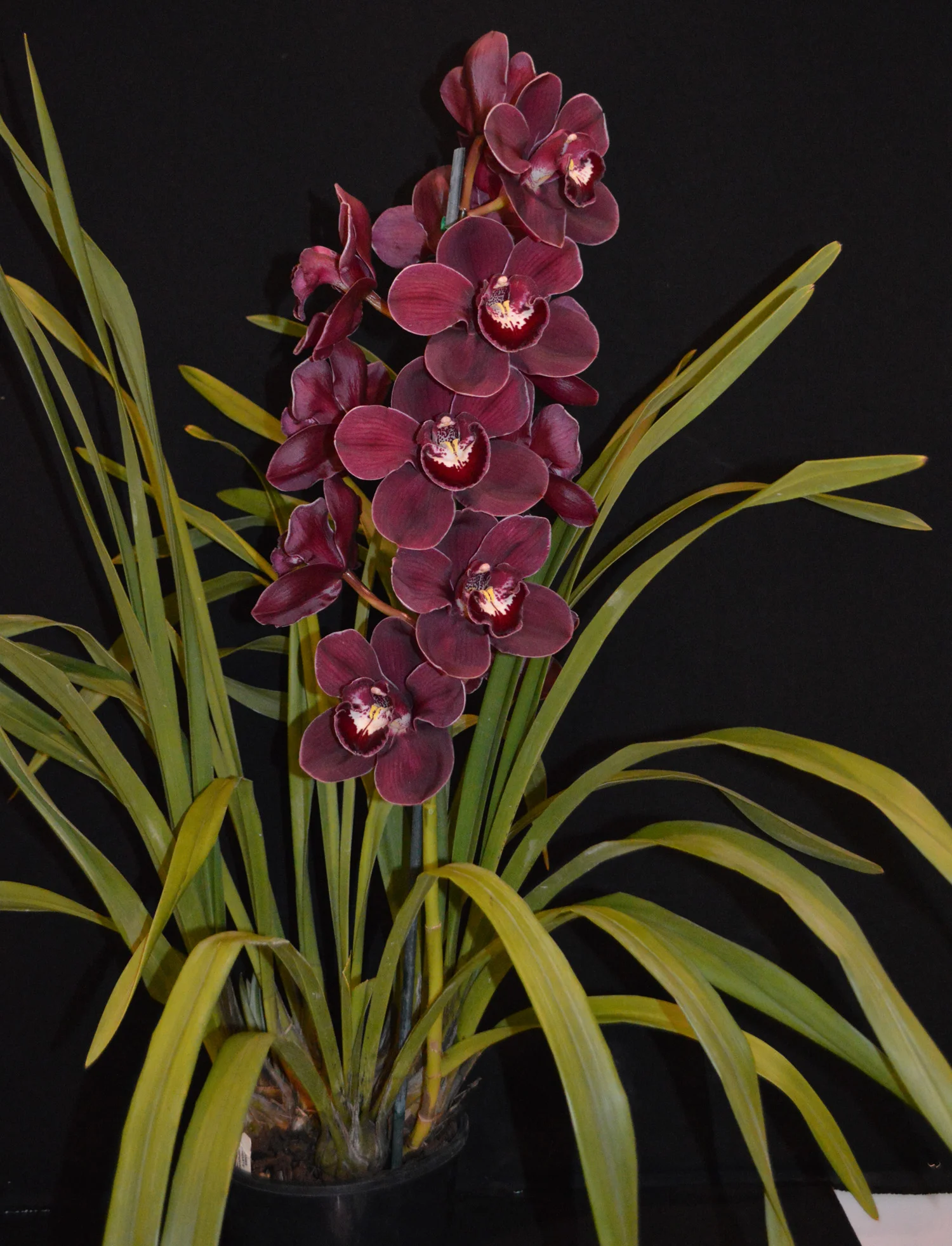 Grand Champion Flower Spring 2018