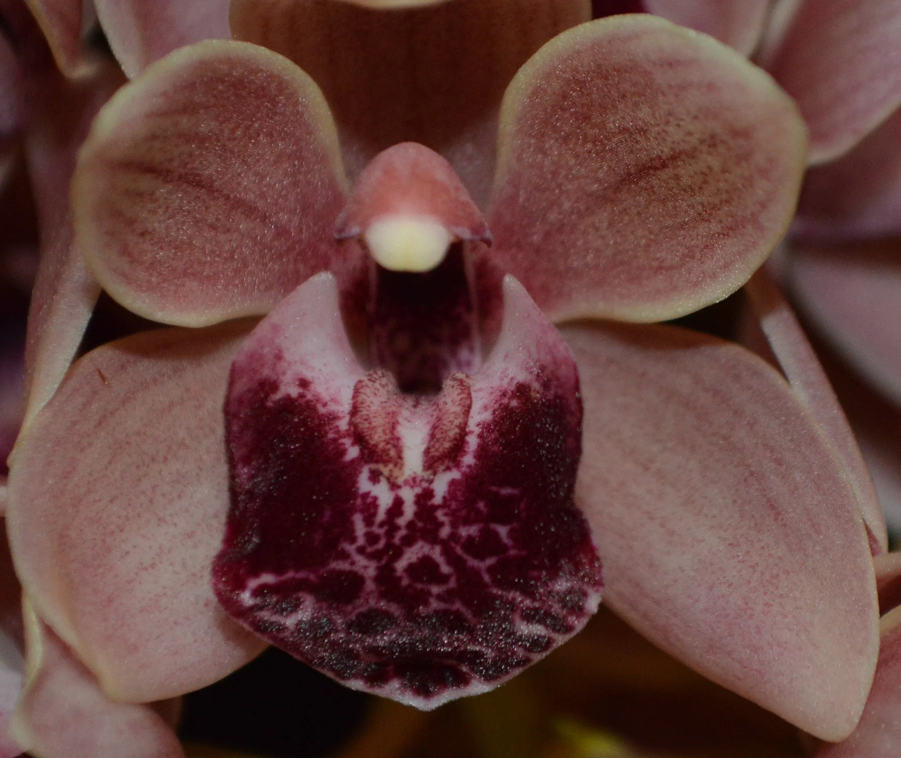 Flower of Division: First Spring 2018