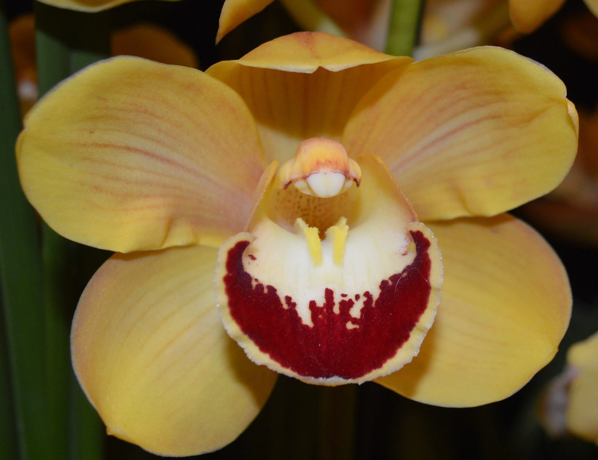 Champion Flower of Division: Second Spring 2018