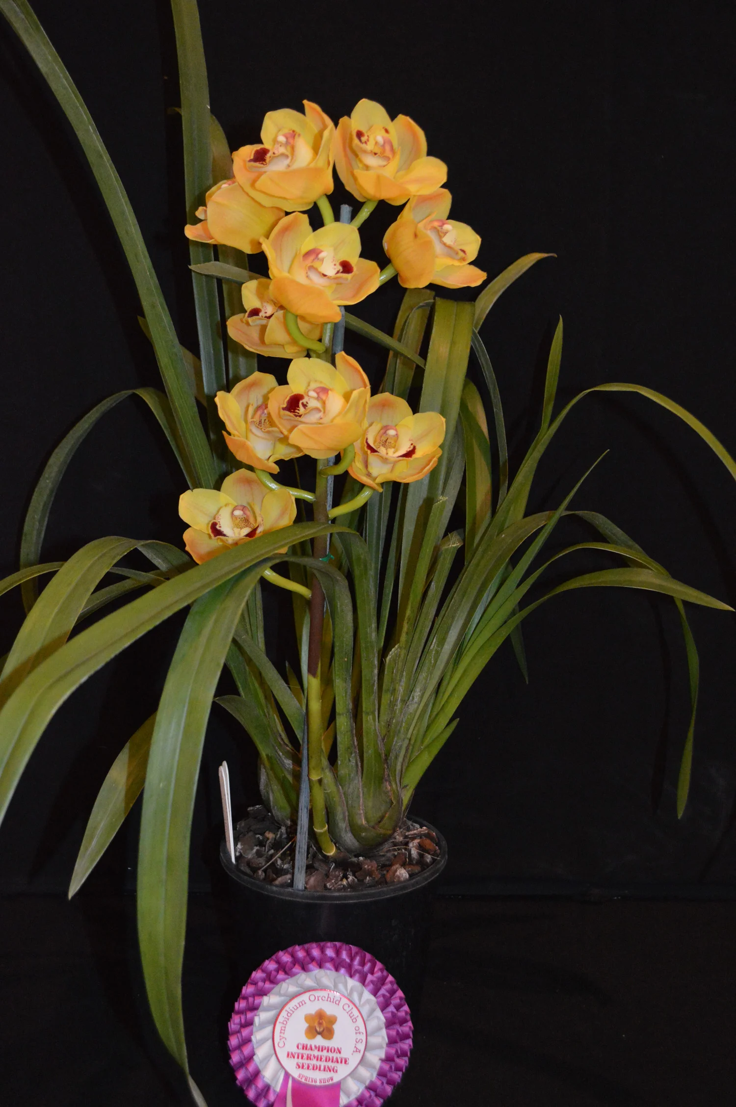 Champion Intermediate Seedling Spring 2018