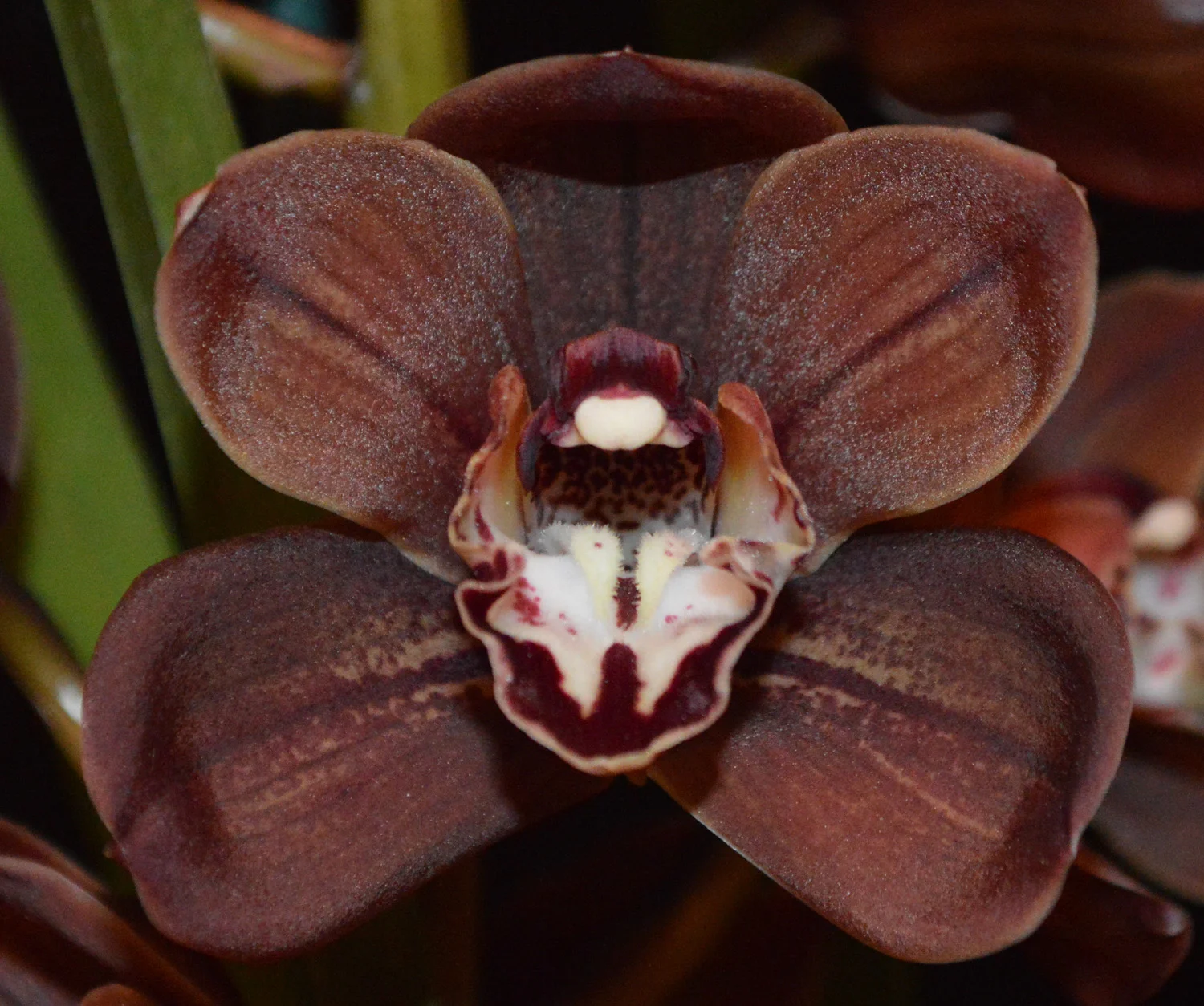 Champion Intermediate Seedling Spring 2018