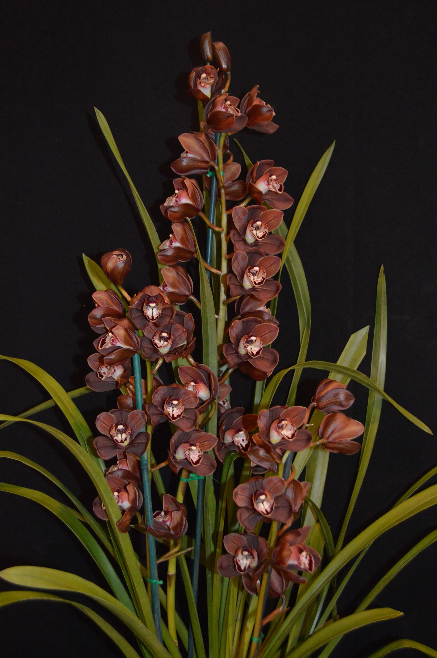 Champion Miniature Seedling Spring 2018