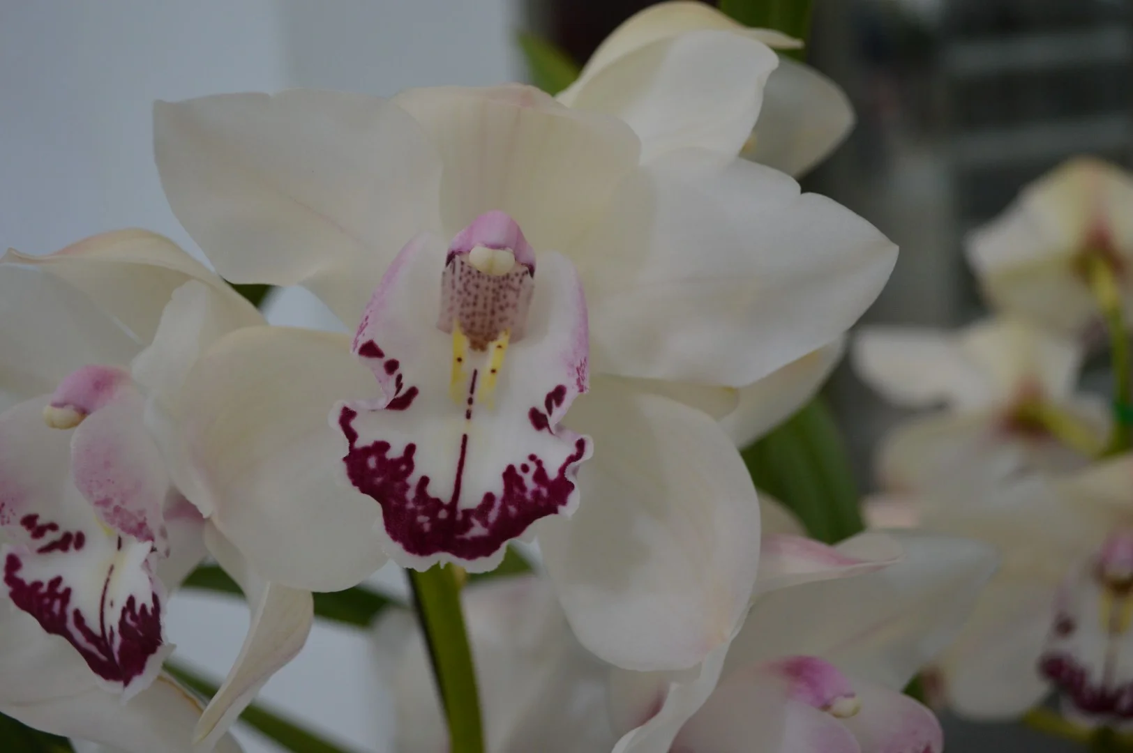 Second Division Champion Winter 2019