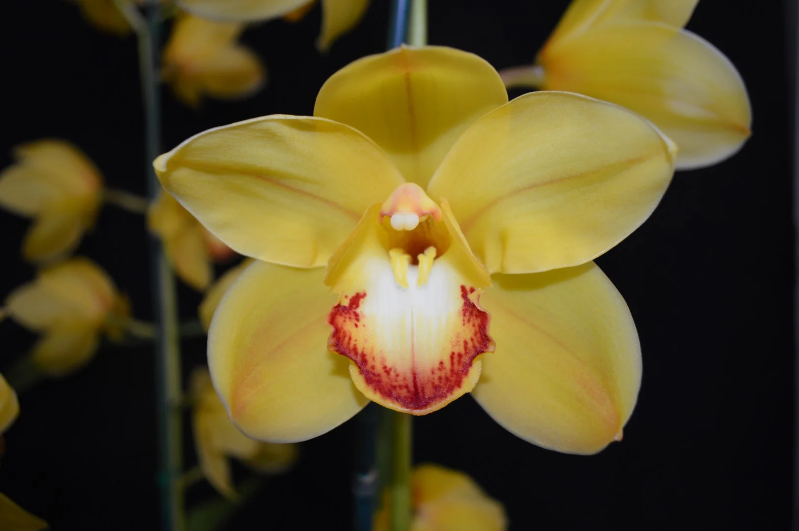 Champion Seedling Winter 2019
