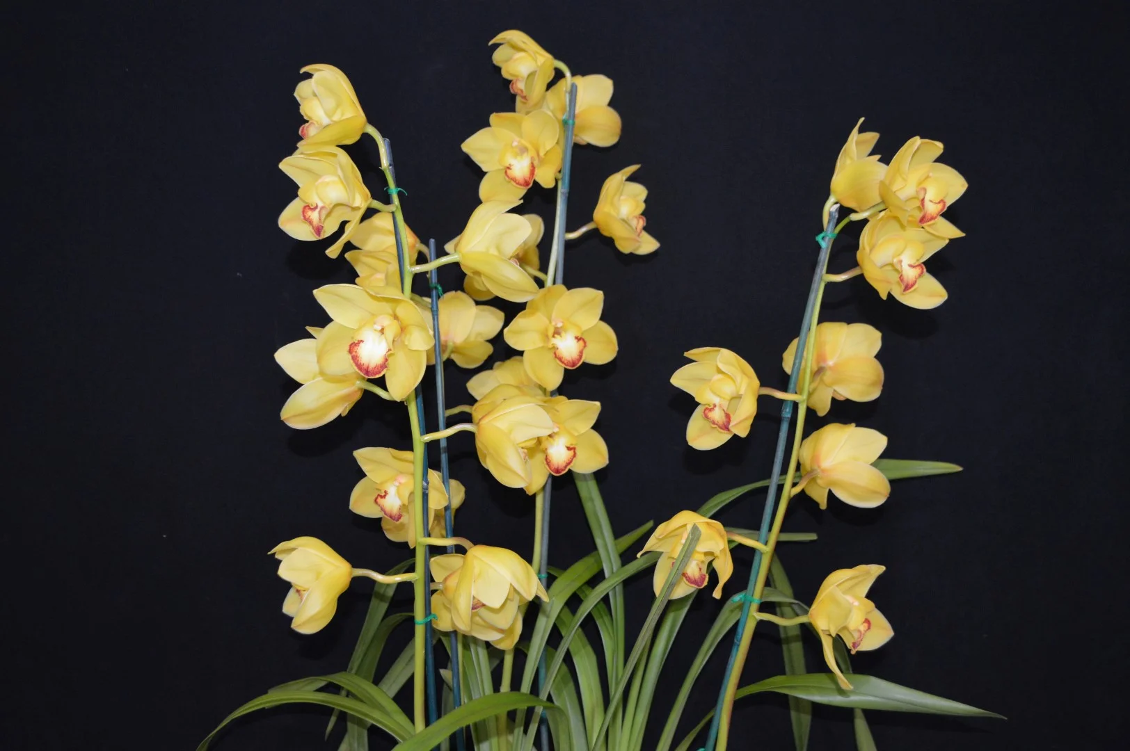 Champion Seedling Winter 2019