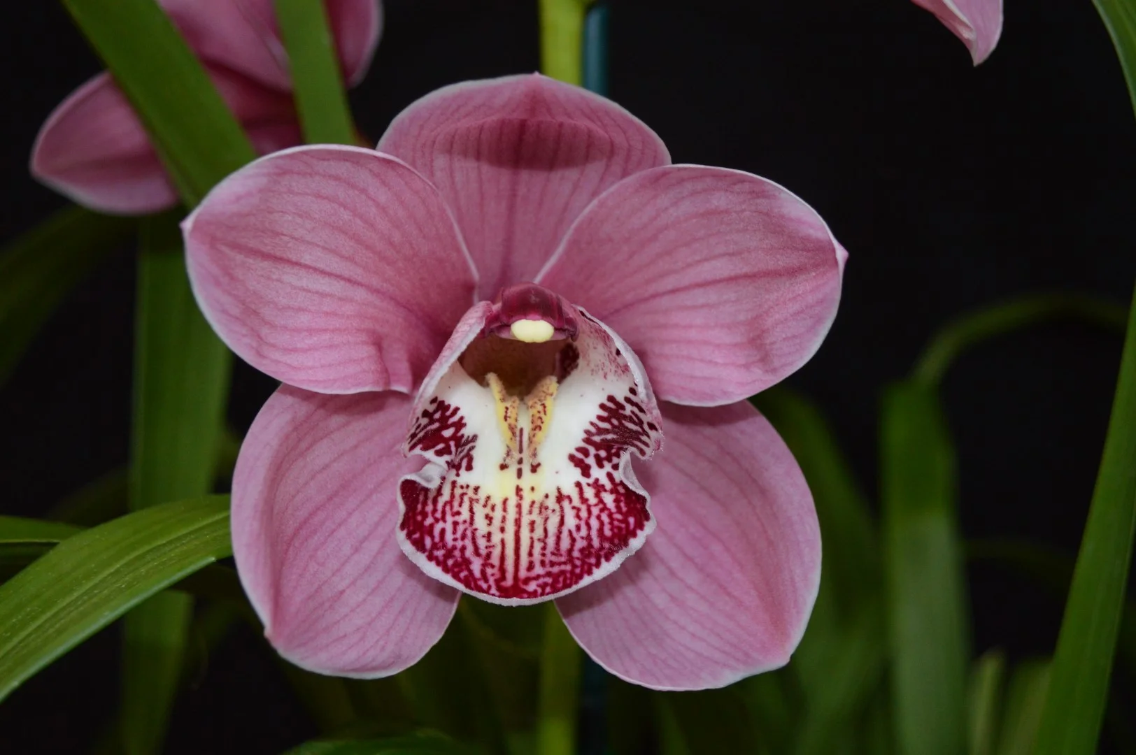 Champion Large Standard Winter 2019