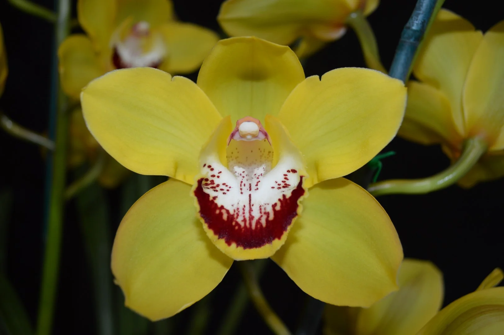 Champion Small Standard Winter 2019