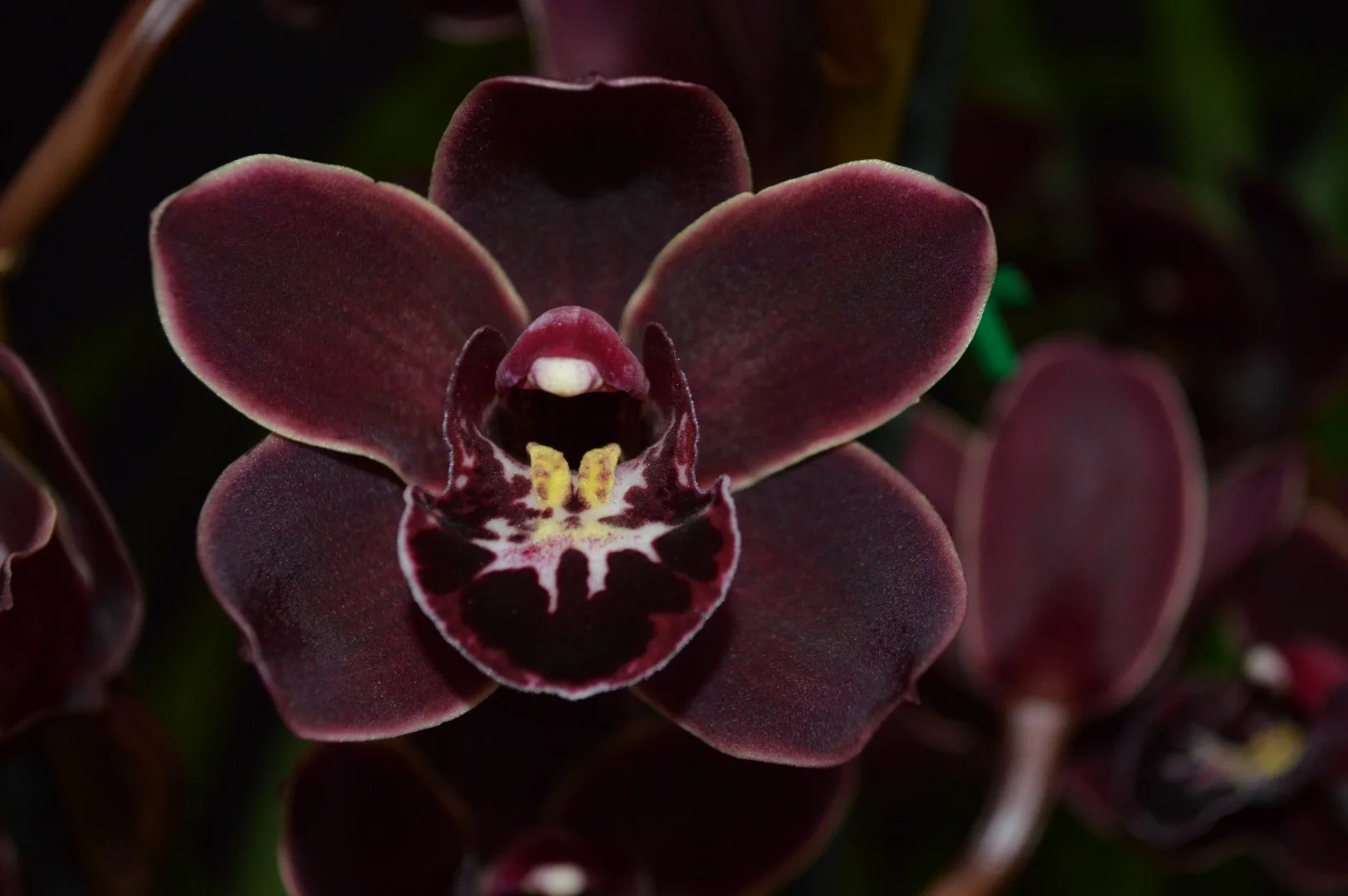 Champion Miniature Winter 2019