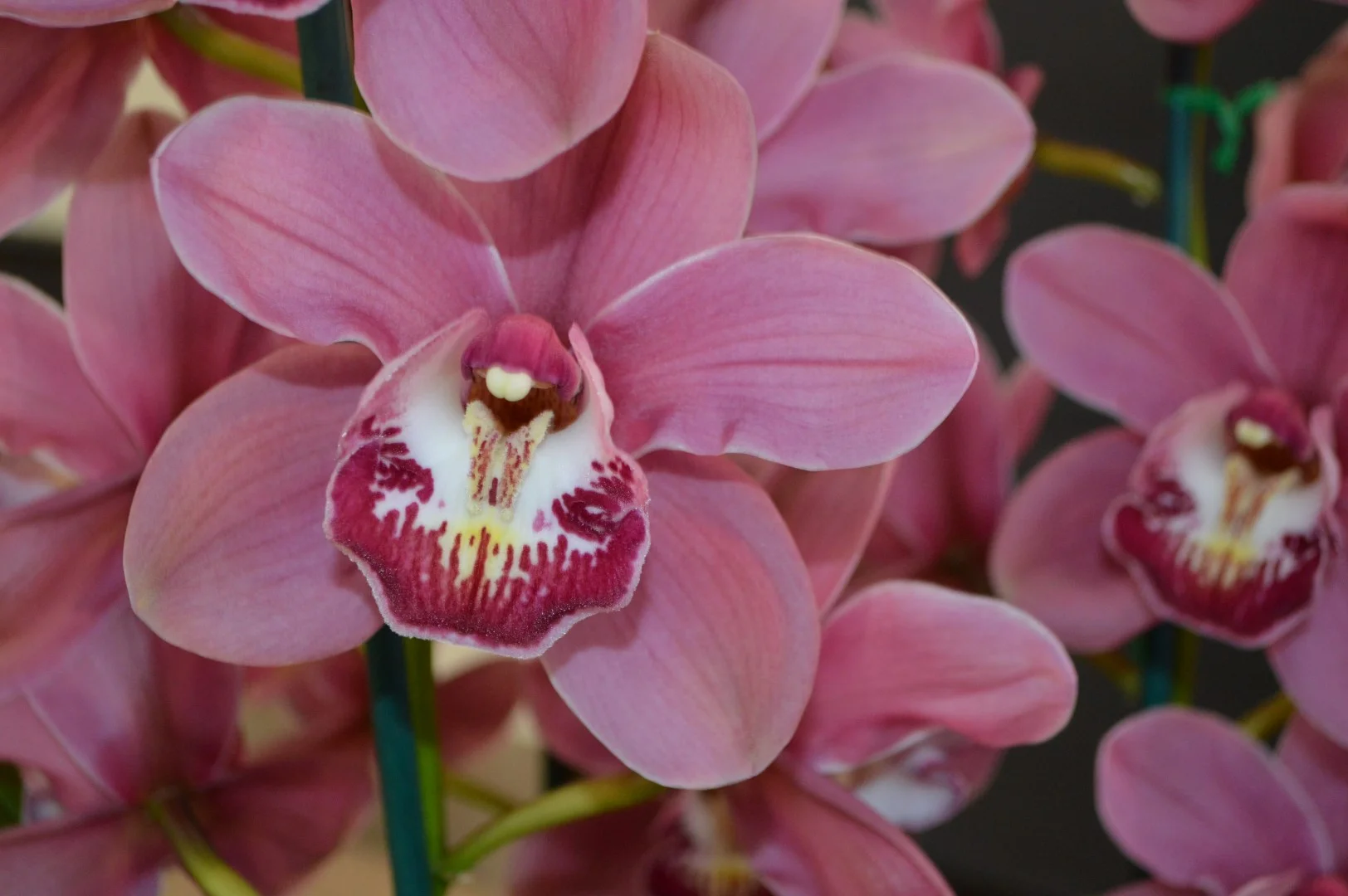 Best in Show: Large Standard Seedling Winter 2019