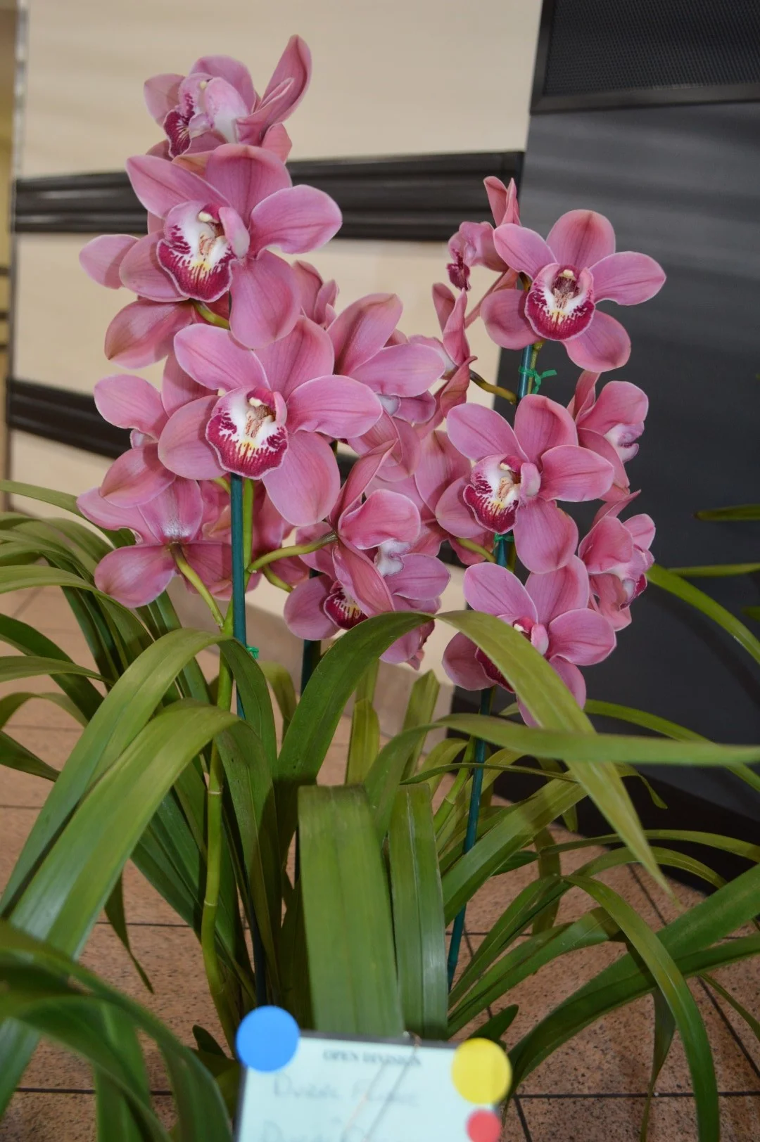 Best in Show: Large Standard Seedling Winter 2019