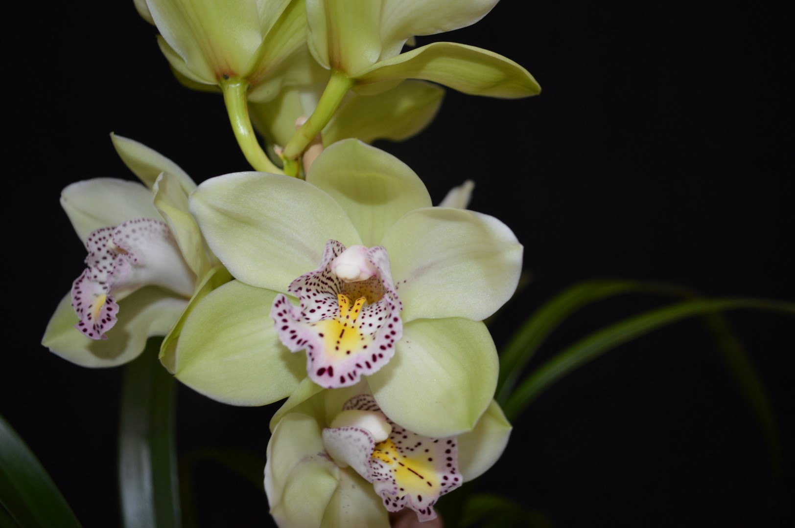 Best in Show: Intermediate Seedling Winter 2019