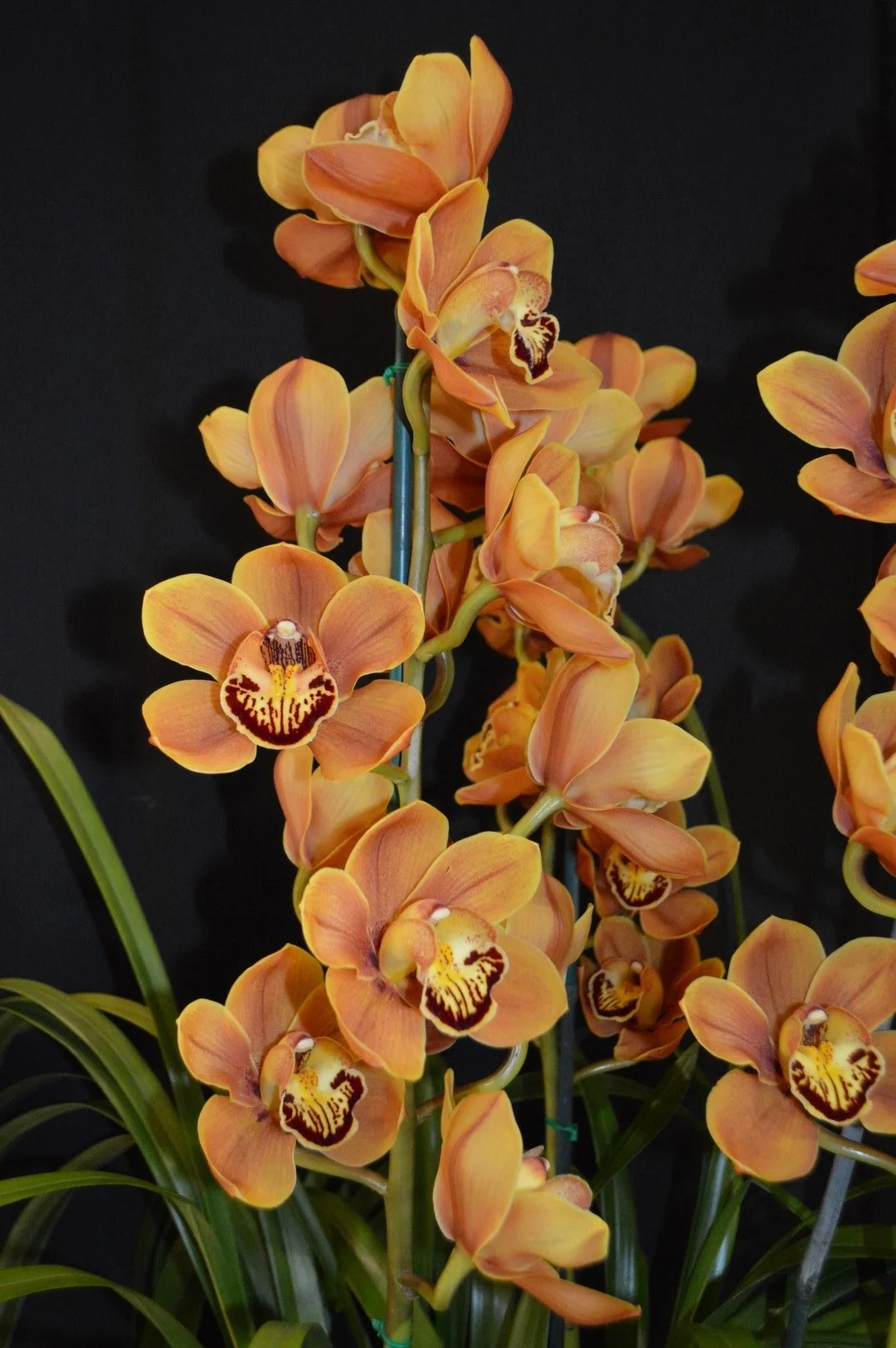 Gallery_2019_Spring — Cymbidium Orchid Club of South Australia Inc
