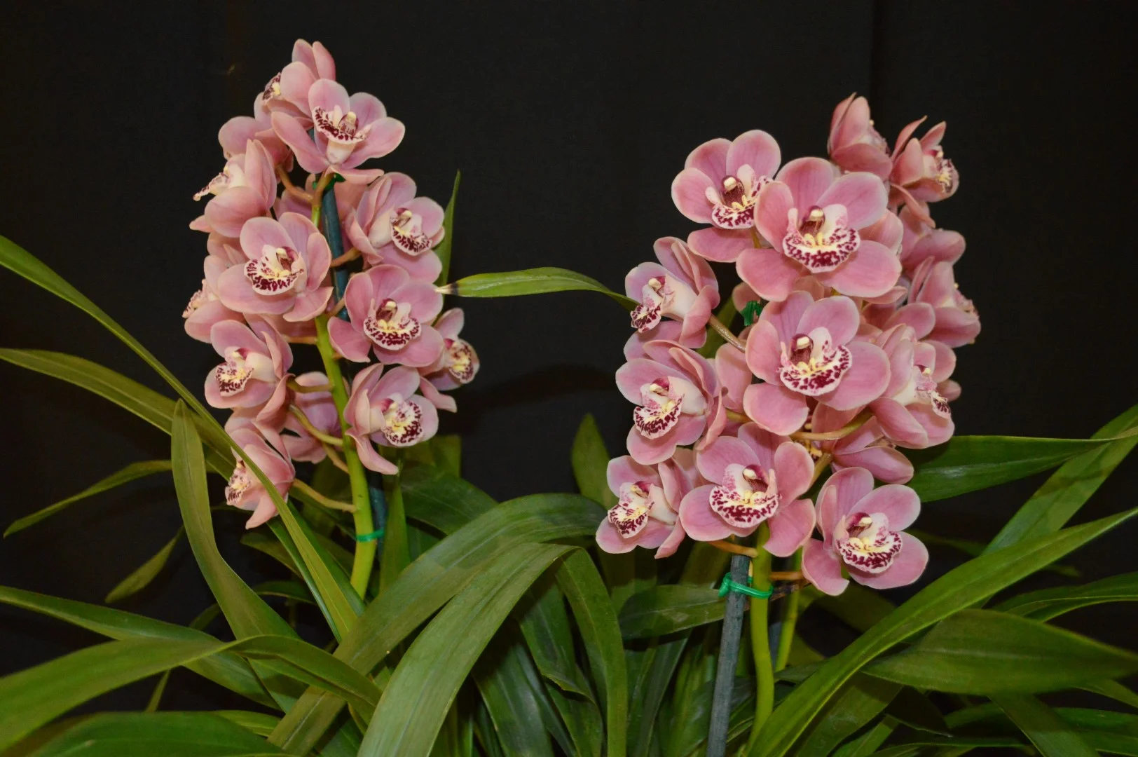 Gallery_2019_Spring — Cymbidium Orchid Club of South Australia Inc