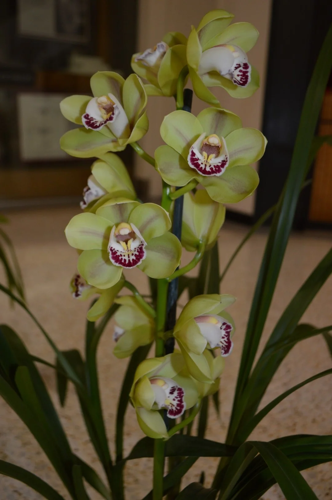 Champion Miniature Seedling Spring 2019