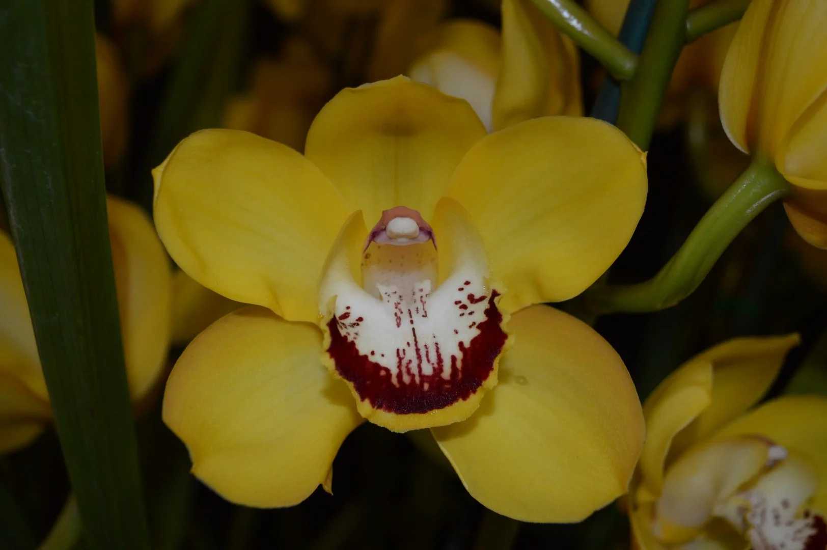 Grand Champion Specimen Spring 2019