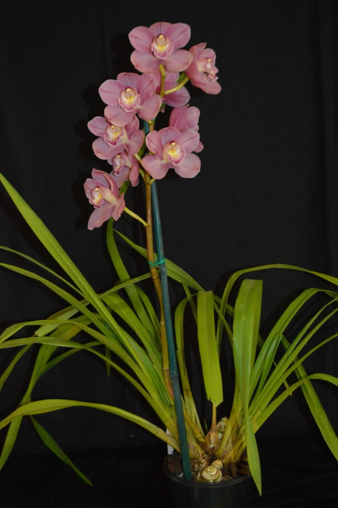 Flower of Division: Unknown