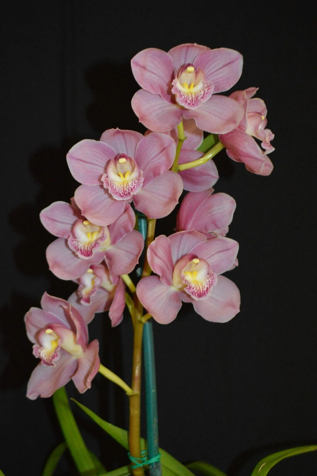 Flower of Division: Unknown