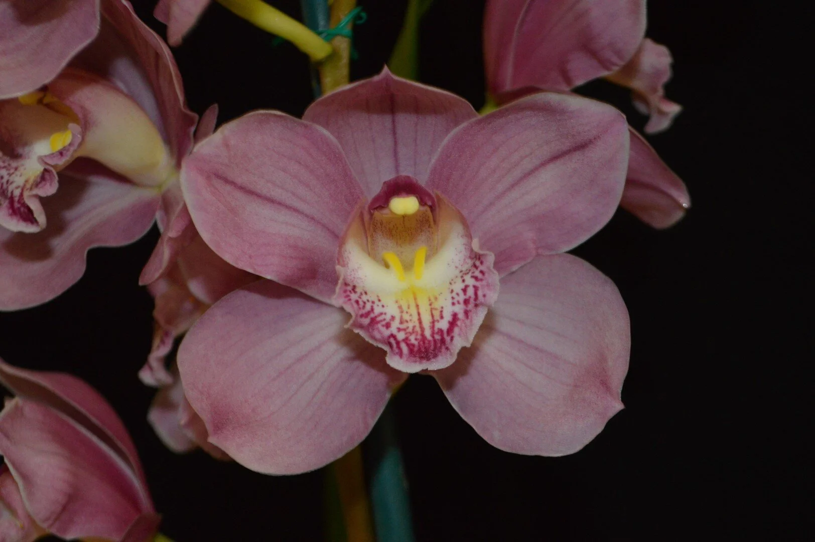 Flower of Division: Unknown