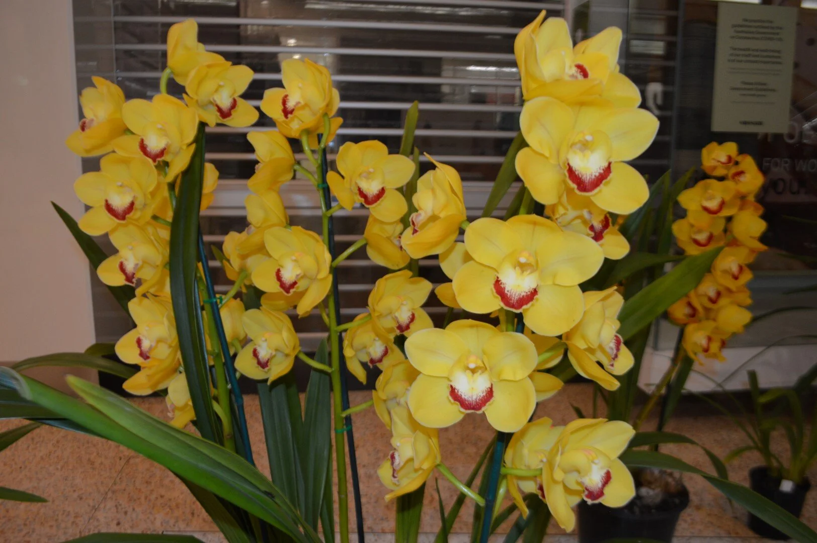 Champion Large Standard