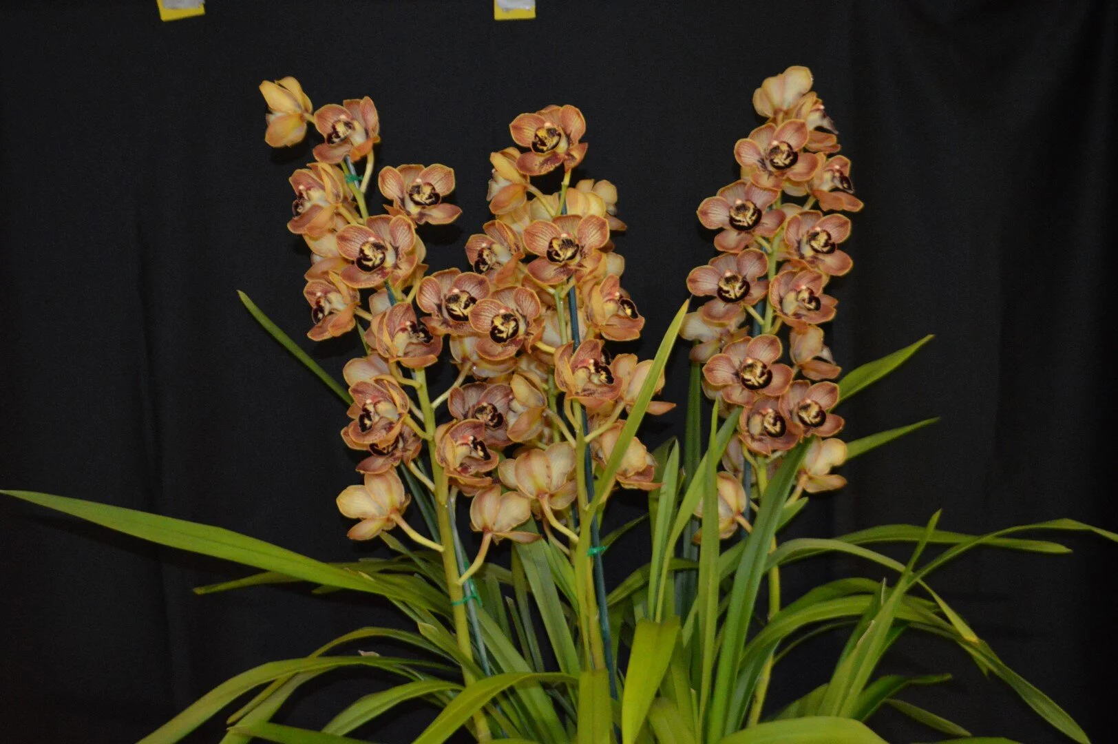 Champion Small Standard: Mesmerise 'Looby Loo'