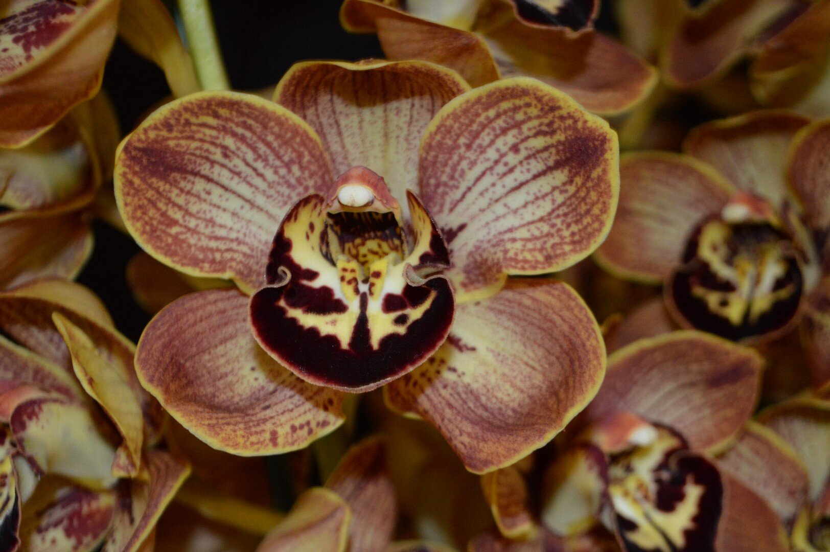 Champion Small Standard: Mesmerise 'Looby Loo'