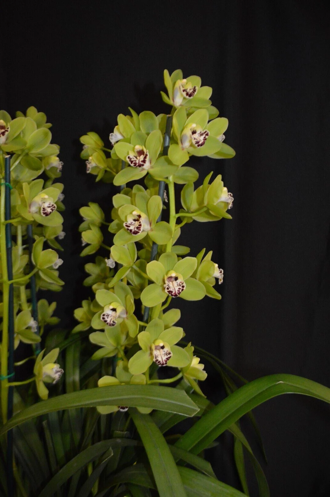 Champion Small Standard: Gentle Touch 'Bon Bon'