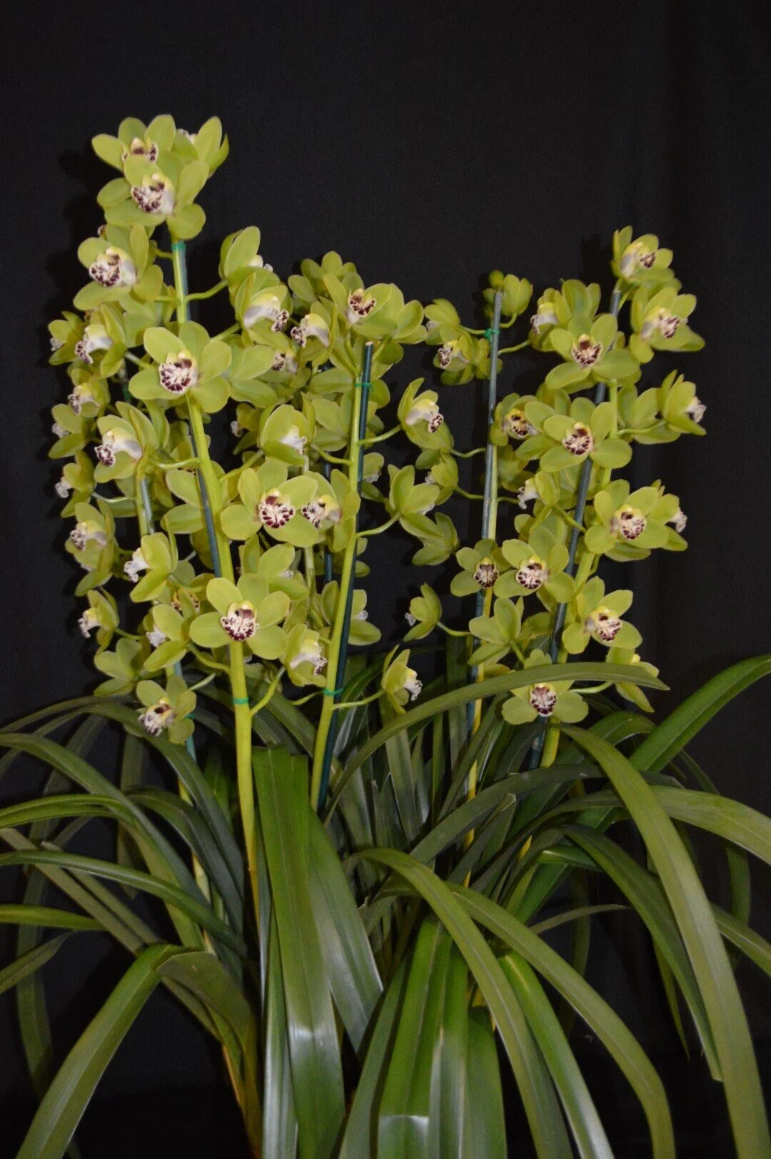 Champion Small Standard: Gentle Touch 'Bon Bon'