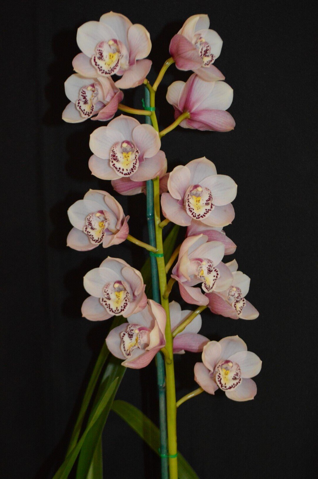 Champion Seedling: Amaroo