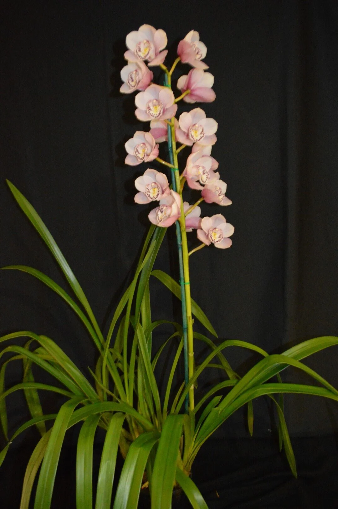 Champion Seedling: Amaroo