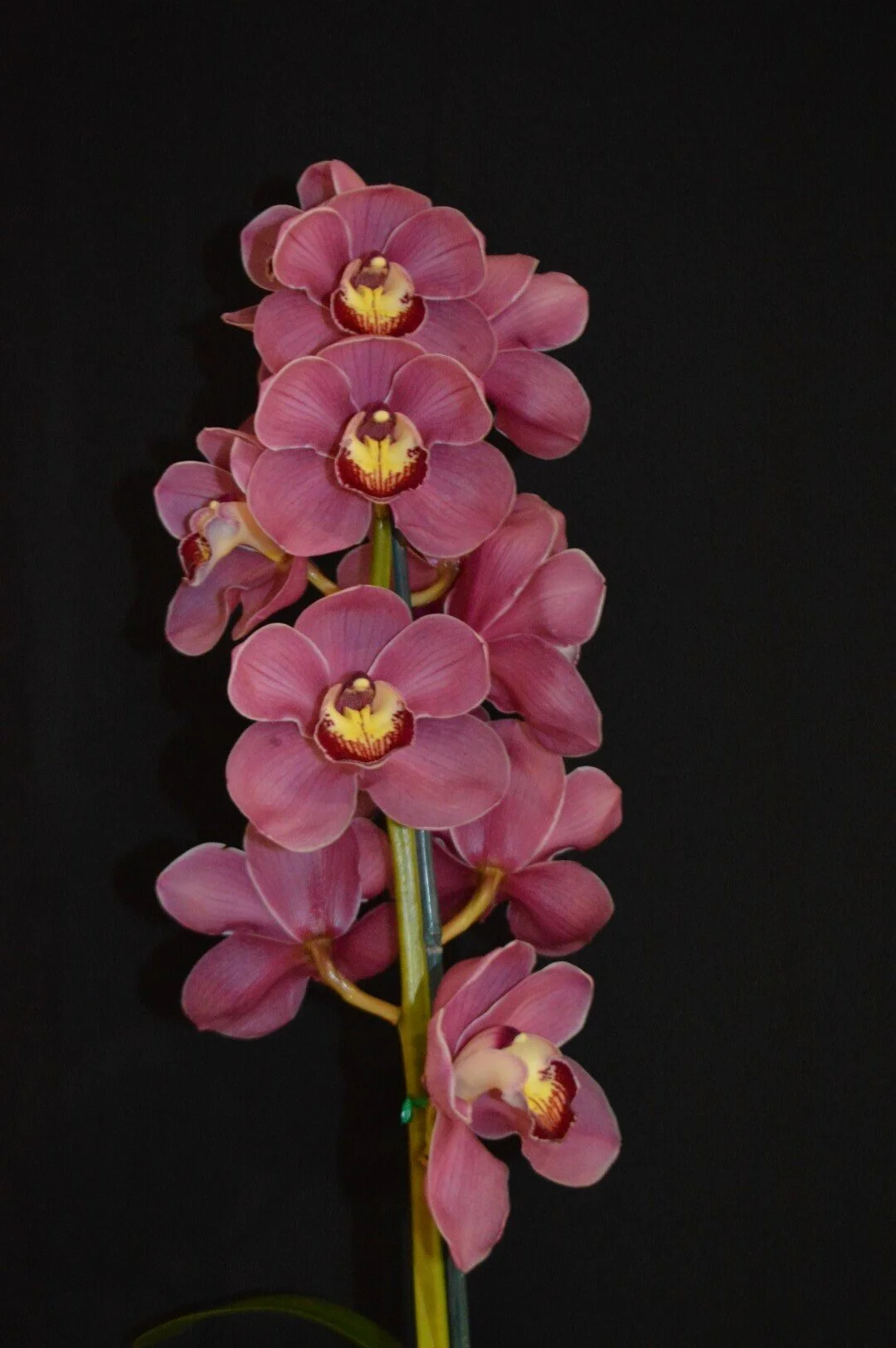 Champion Large Standard Seedling: Wyong Flame X Lauren Jackson