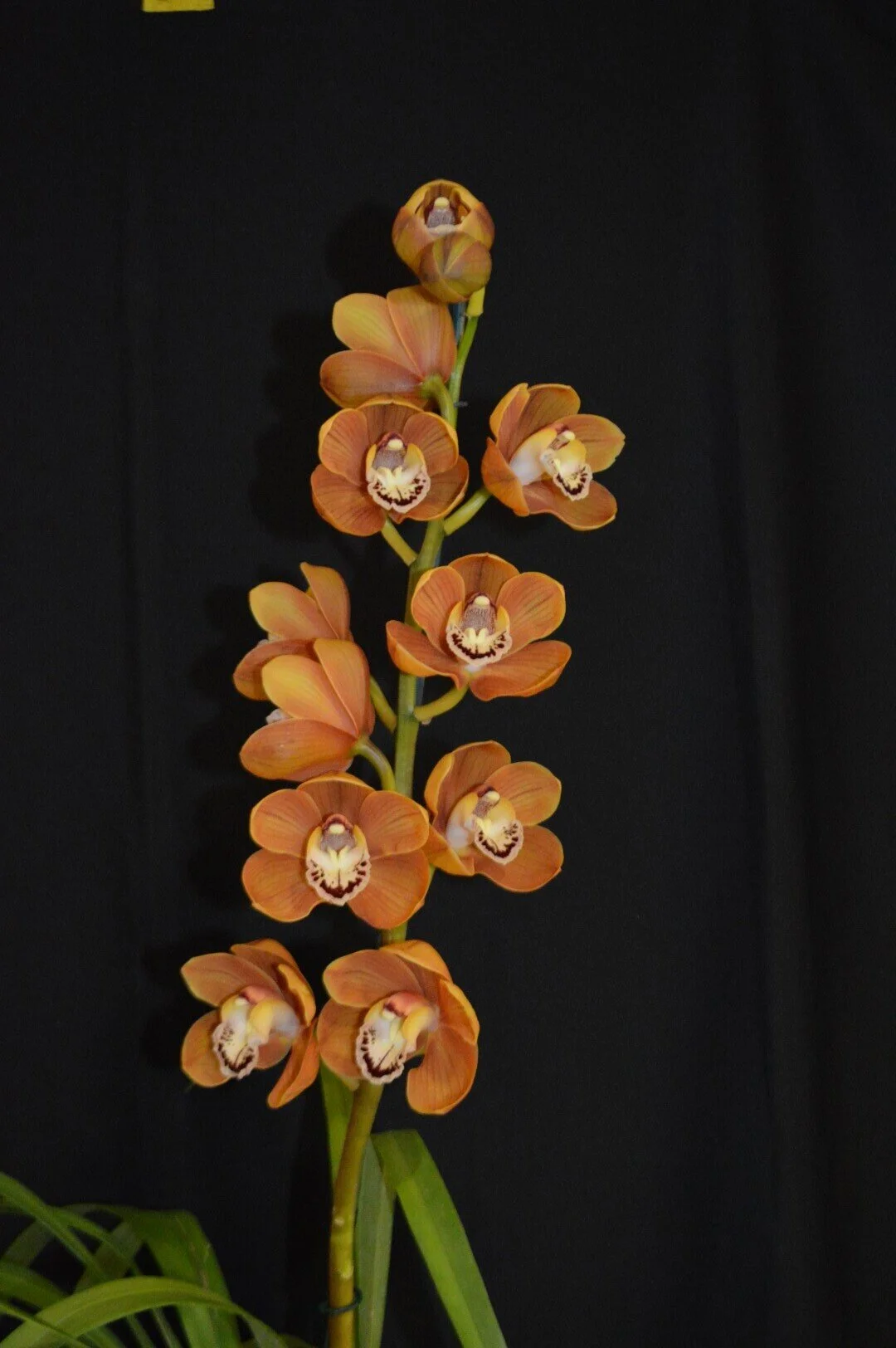 Champion Small Standard Seedling: Prized Eight X Eight Giants