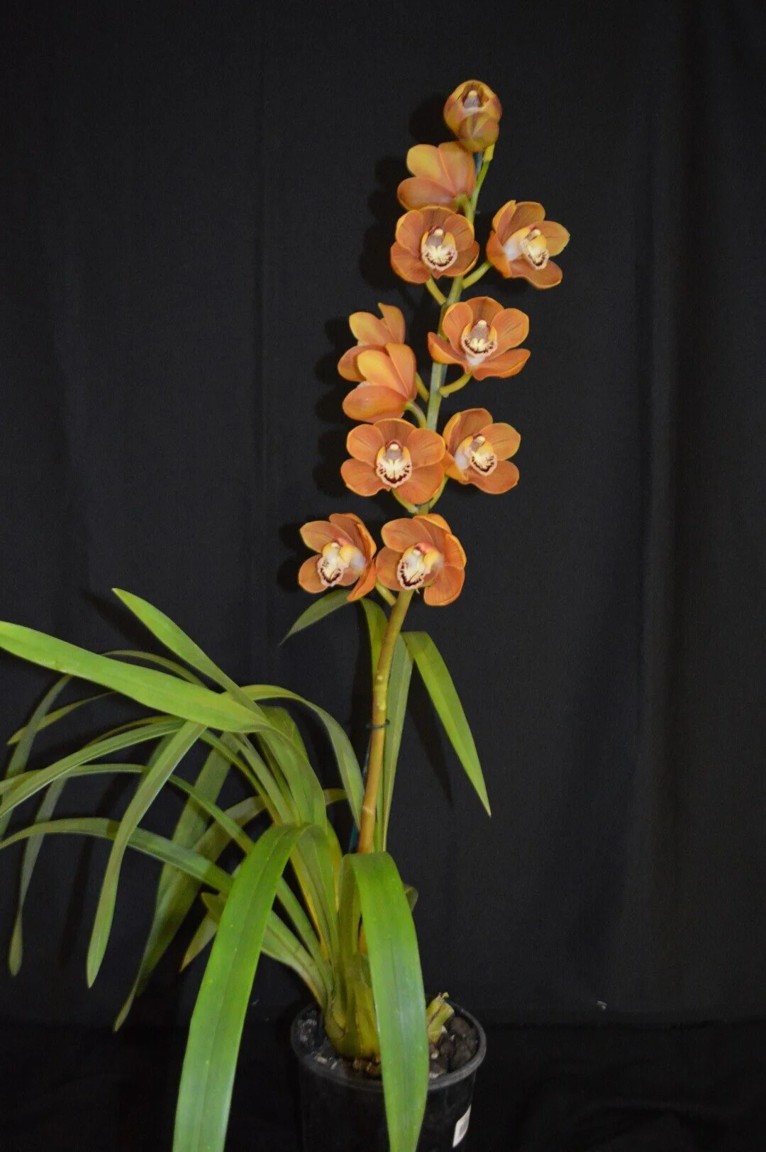 Champion Small Standard Seedling: Prized Eight X Eight Giants