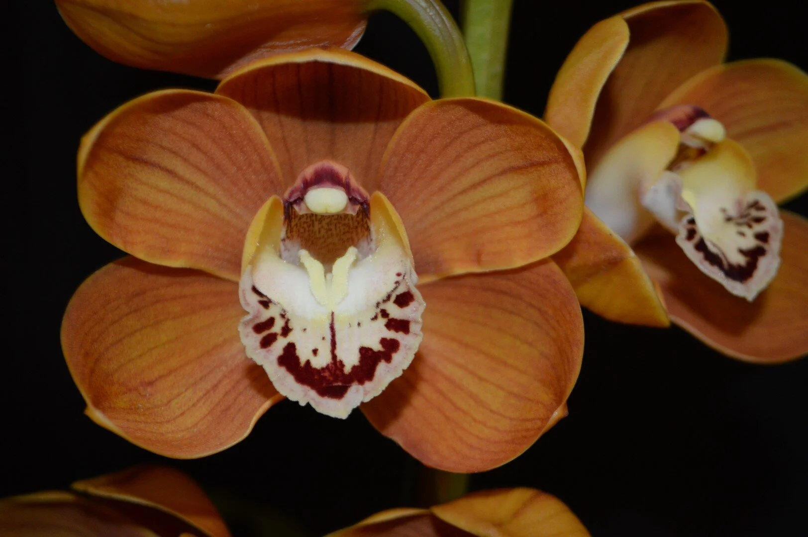 Champion Small Standard Seedling: Prized Eight X Eight Giants