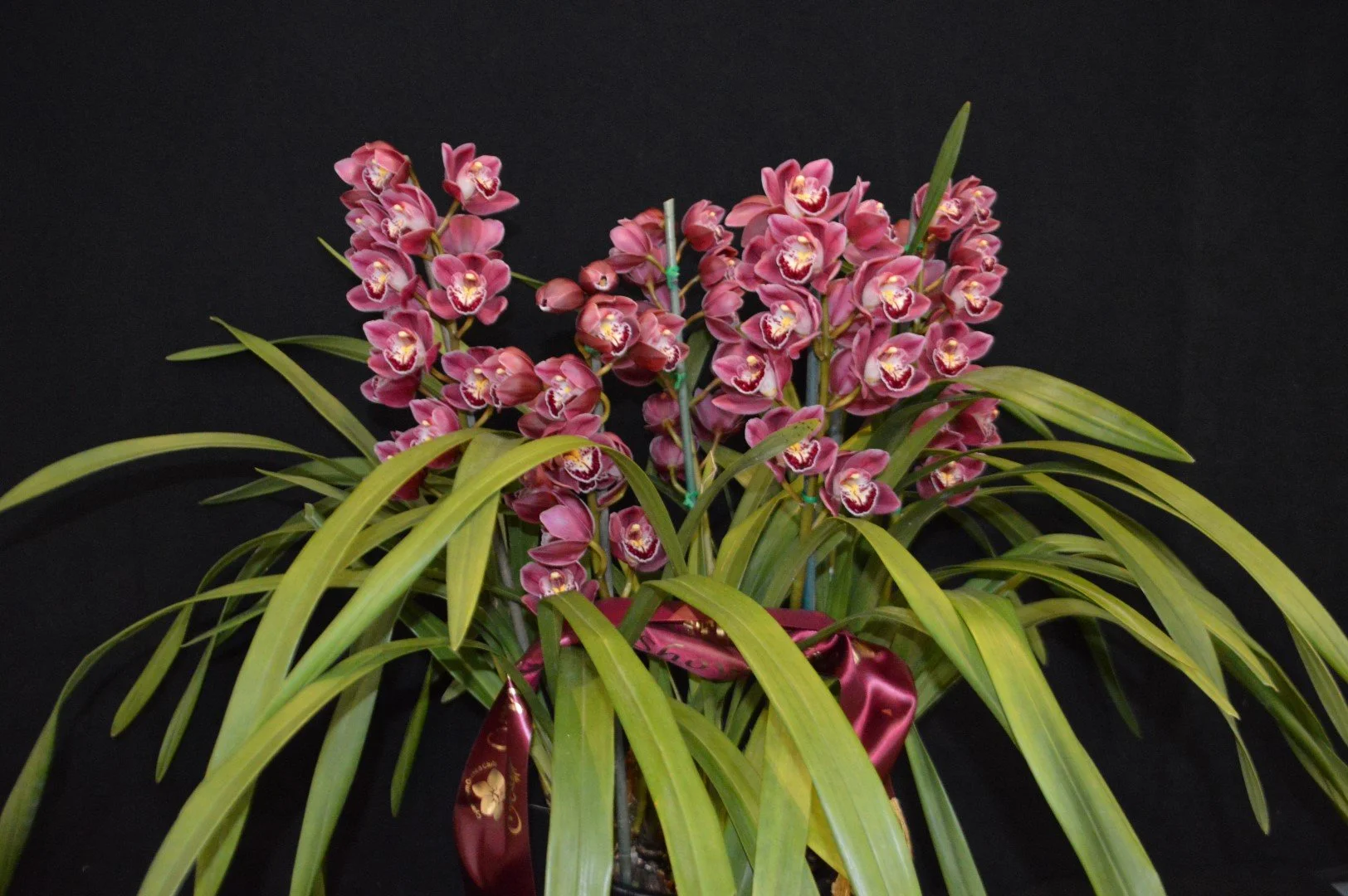 Cymbidium Orchid Club of South Australia Inc